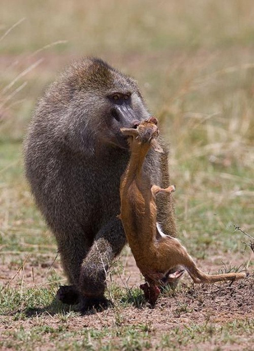 Trong cuộc chiến với linh dương, con khỉ này đã chiến thắng rất nhanh chóng, có thể là do linh dương quá hiền lành nên con khỉ này ngay từ đầu đã giành được ưu thế.