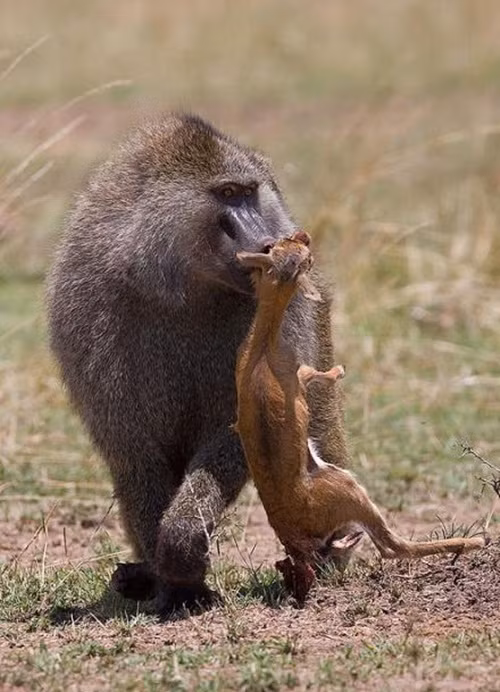 Trong cuộc chiến với linh dương, con khỉ này đã chiến thắng rất nhanh chóng, có thể là do linh dương quá hiền lành nên con khỉ này ngay từ đầu đã giành được ưu thế.