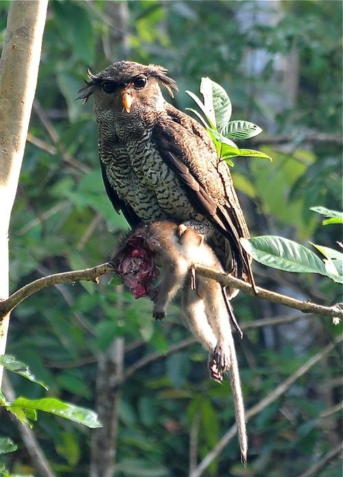 Trong trận tử chiến của khỉ và đại bàng, khỉ đã bị những móng vuốt sắc như lưỡi câu đâm vào cơ thể và cuối cùng trở thành món ăn cho loài chim xưng bá bầu trời này.