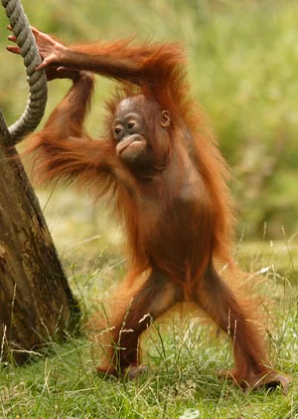 Đười ươi thật sự có nhiều hành vi giống con người, chúng rất muốn giao tiếp với con người nhưng đáng buồn là không phát triển được dây thanh và thanh quản.