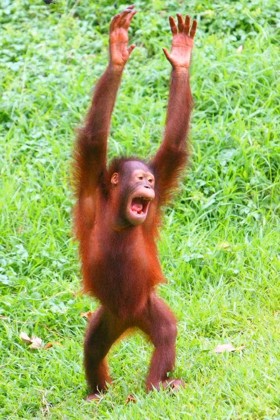 Mặc dù vậy, những kẻ săn trộm vẫn không ngừng rình rập, đe dọa số lượng loài và gây ra những cảnh ly tán vô cùng đáng thương.