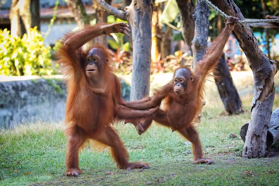 Những hình ảnh đười ươi múa ba lê giống hệt người này được chụp tại vườn thú Surabaya, phía Đông Java, Indonesia bởi nhiếp ảnh gia Monica Anantyowati.