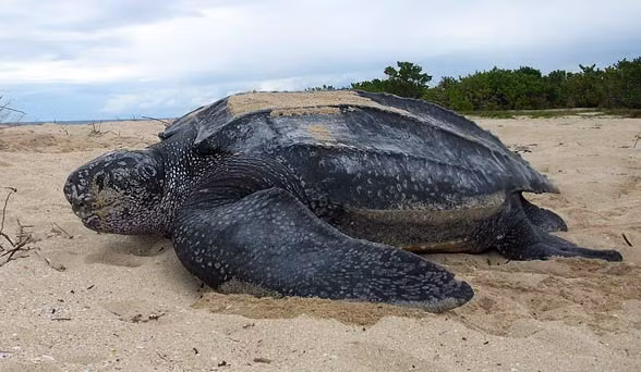 Loài rùa khổng lồ nắm giữ vị trí số 1 thế giới là rùa Da, tên tiếng Anh là Leatherback sea turtle, tên khoa học là Dermochelys coriacea. Khi trưởng thành, loài rùa này có thể nặng tới 650kg, dài khoảng 2,1m.