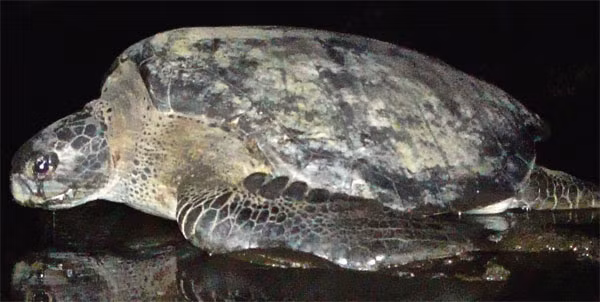 Rùa Black Sea turtle, chỉ kém rùa Đồi mồi chút xíu. Khi trưởng thành, loài rùa khổng lồ này có thể nặng tới 126kg, dài khoảng 1m.