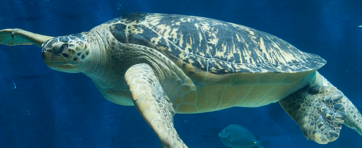 Ngay kế rùa Quản Đồng là loài rùa biển có tên Đồi mồi dứa, tên tiếng Anh là Green sea turtle, tên khoa học là Chelonia mydas. Đây cũng là loài duy nhất của chi Chelonia. Rùa Đồi mồi dứa phân bố tại khắp các vùng biển nhiệt đới và cận nhiệt đới. Con trưởng thành nặng tới 500kg, dài 1,4m.