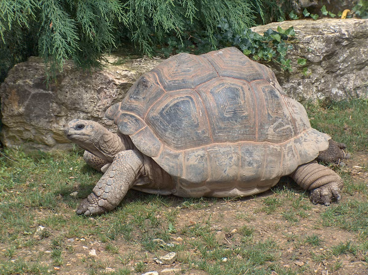 Rùa khổng lồ Aldabra, tên tiếng Anh là Aldabra giant tortoise, tên khoa học là Aldabrachelys gigantea, là một trong những loài rùa cạn lớn nhất trên thế giới. Khi trưởng thành, loài rùa này có thể nặng tới 360kg và dài đến 1,5m.
