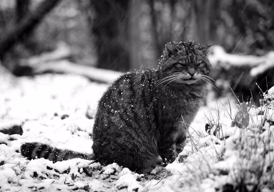 Nguyên nhân khiến loài mèo rừng quý hiếm này bị đẩy đến bờ vực tuyệt chủng, ngoài lý do con người chặt phá rừng, can thiệp vào môi trường sống thì một yếu tố khác làm giảm số lượng của mèo rừng Scotland chính là việc lai tạo giống với mèo nhà, sinh ra những cá thể con mang bộ gen pha trộn, không còn là mèo rừng thuần chủng nữa.