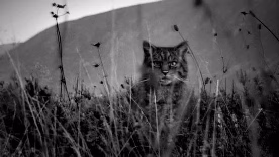 Thêm vào đó, những con mèo rừng Scotland phải chống chọi lại một loại virus gây suy giảm miễn dịch ở mèo, cũng như HIV ở người nhưng do sống hoang dã nên chúng chỉ có thể đau khổ chờ đợi cái chết.