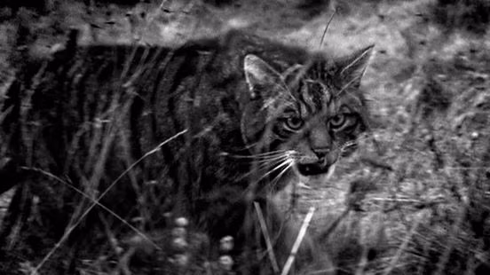 Công cuộc bảo tồn, phát triển loài mèo rừng Scotland có lẽ là một hành trình rất dài nhưng nếu mọi người đều có ý thức và sẵn sàng chung tay hành động, mọi việc sẽ thay đổi theo chiều hướng tốt đẹp hơn.