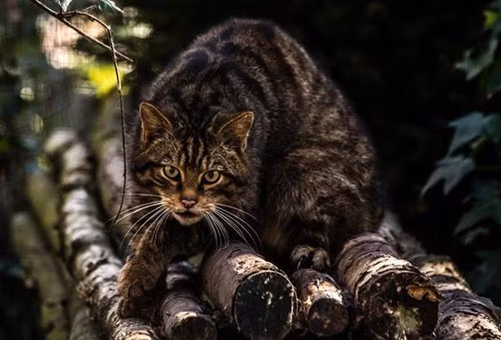 Mèo rừng Scotland thực sự là loài mèo rừng quý hiếm nhất thế giới. Theo số liệu thống kê mới nhất, số lượng cá thể mèo rừng Scotland tồn tại trong tự nhiên chỉ còn khoảng 35 con.