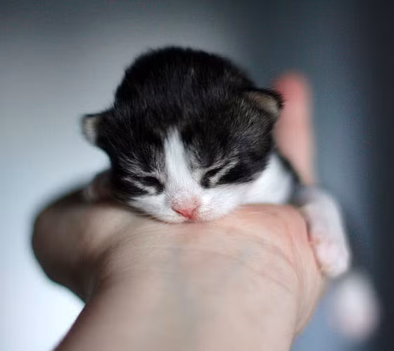 Nằm gọn trong tay của cô chủ, chú mèo này khiến nhiều người yêu thích vì quá dễ thương.