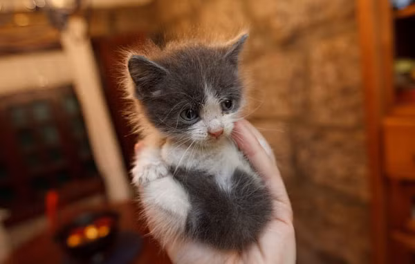 Được chủ nhân nâng niu, chú mèo này quên hết buồn phiền vì cơ thể nhỏ bé, thua kém anh chị em.