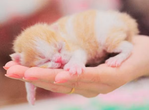 Hình ảnh dễ thương khi mèo con no sữa say giấc trong lòng bàn tay cô chủ khiến nhiều người thích thú.