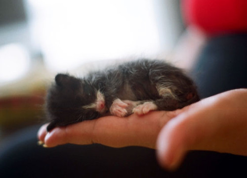 Nằm gọn trong nửa bàn tay của con người, chú mèo nhỏ bé này say sưa giấc nồng.