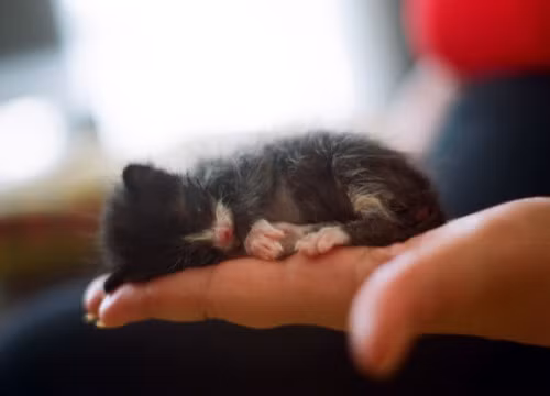 Nằm gọn trong nửa bàn tay của con người, chú mèo nhỏ bé này say sưa giấc nồng.