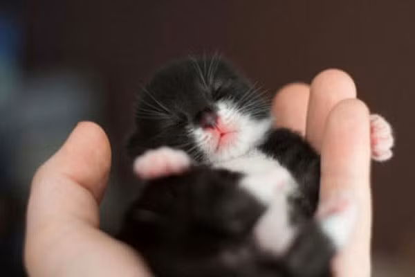 Tuy nhỏ nhưng rất bảnh trai, chú mèo này được gọi là mèo Tuxedo bởi vẻ ngoài đẹp trai ngay cả khi ngủ của mình.