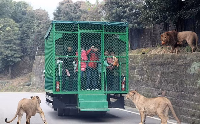 Bầy sư tử rình rập, nhìn miếng thịt tươi với ánh mắt vô cùng đói khát.