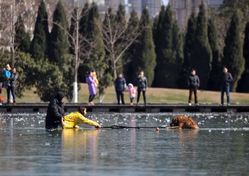 Trước đó, ông Hạng và chủ nhân chú chó mắc kẹt ở hồ băng đã cố gắng dùng chân máy quay để kéo chú chó. Trong khi giải cứu, ông Hạng còn liên tục động viên chú chó, nói rằng nó không nên đạp vì càng quẫy đạp nó chìm càng sâu, sẽ nhanh chóng mất sức.