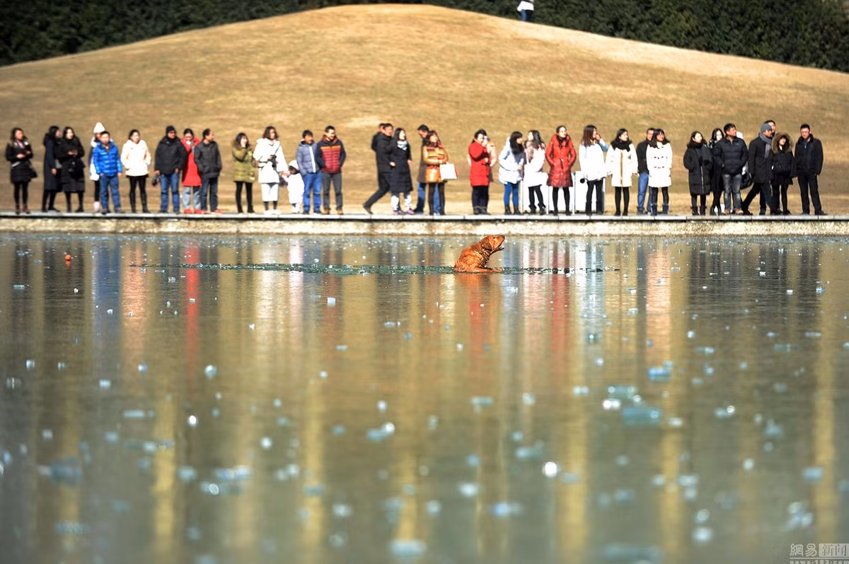 Chú chó tội nghiệp bị mắc kẹt giữa hồ băng lạnh buốt chỉ biết hú dài về phía cô chủ của mình để cầu cứu.