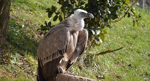Kền kền bị nghi làm gián điệp cho Israel