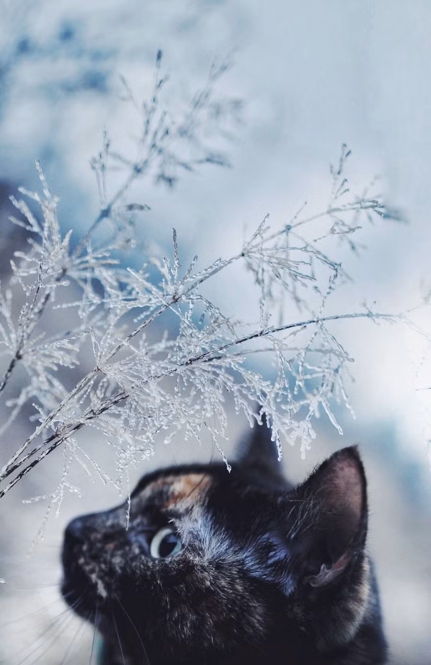 Với bộ lông đen vàng và đôi mắt luôn mở to long lanh, Kate luôn tỏa sáng và nổi bật trong những bức ảnh của cô chủ.