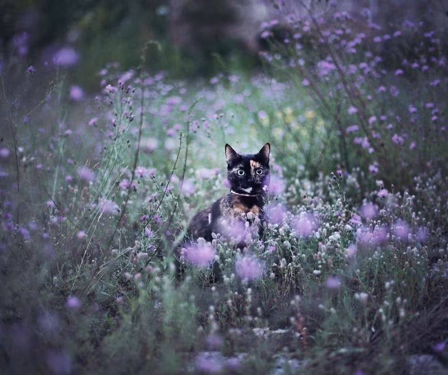 Magdalena đã gặp Kate, một cô mèo đặc biệt ở trại cứu hộ động vật vào ba năm trước, năm 2013.