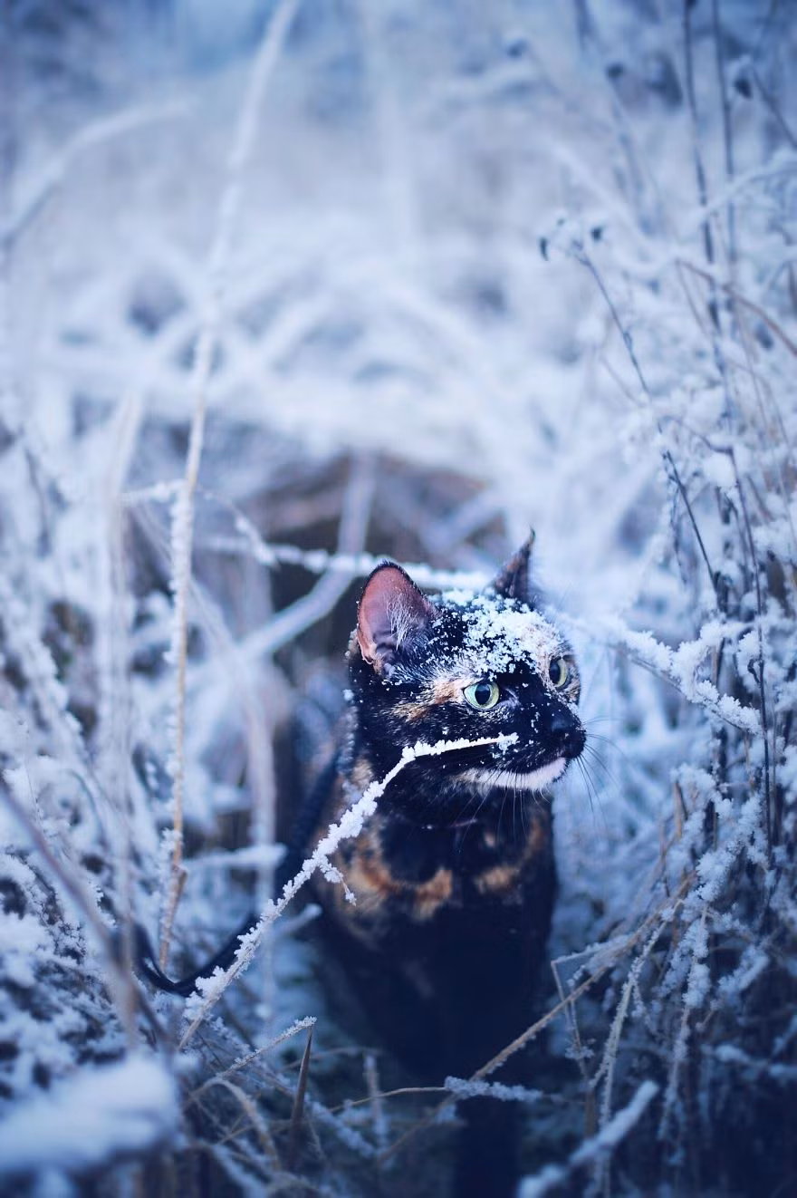 Tuy nhiên cô nàng cũng không thể cưỡng lại sự tò mò, thích thú của mình với những bông tuyết.