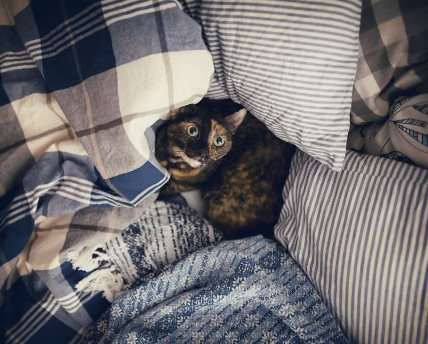 Mùa đông khắc nghiệt năm nay khiến mèo Kate chỉ muốn cuộn mình trong chăn thật chặt.