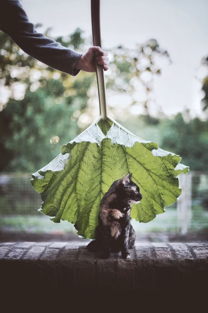Không tốn nhiều thời gian suy nghĩ, Magdalena nhận nuôi cô mèo nhỏ bé và đặt tên là Kate.