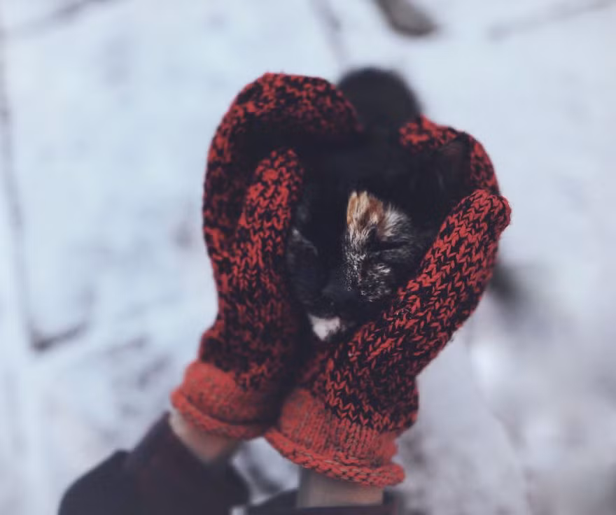 Trong ảnh là mèo Kate và cô chủ dạo chơi trong ngày đông lạnh.