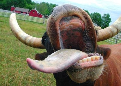 Fiona Boyd, một người nông dân đã bị tấn công bởi một con bò điên trong trang trại của mình. Rất may, khi cô đang bị húc và dẫm đạp túi bụi bởi con bò nặng hàng trăm cân, Kerry, con ngựa cưng của Fiona phát hiện. Kerry ngay lập tức lao tới cứu chủ nhân của mình, hất văng con bò điên ra để chủ nhân có thể kịp thời thoát hiểm. Sau khi thoát nạn, Fiona cảm thấy rất biết ơn và hạnh phúc vì đã mang Kerry đi cùng.