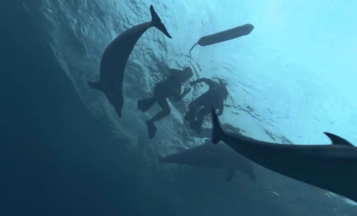 Rob Howes đã không nhận thức được sự nguy hiểm đang đến gần khi anh đi lặn cùng với gia đình của mình. Khi ra đang bơi, đột nhiên ra đình Rob bị bảy con cá heo bơi rất nhanh đến, quây vòng chọt chặt lấy gia đình và tát nước về phía Rob bằng đuôi. Rob lấy làm kỳ lạ về hành vi của bầy cá heo cho đến khi anh nhìn thấy một con cá mập trắng khổng lồ đã nhìn về phía anh và gia đình với anh mắt khát máu. Hoảng sợ tột độ nhưng cuối cùng được sự bảo vệ của bầy cá heo, gia đình và Rob đã an toàn trở lại bờ.