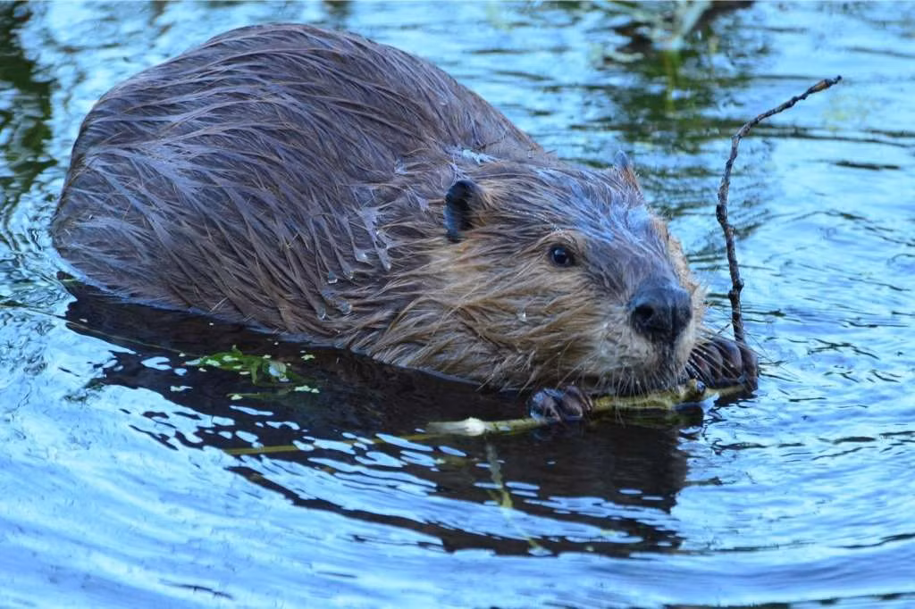 Rheal, một cậu bé người Canada đi câu cá với cha mẹ của mình ở vùng hoang dã. Ai cũng nghĩ đó sẽ là một ngày cuối tuần vui vẻ, nhưng hóa ra đó lại là chuyến đi định mệnh dẫn đến địa ngục. Khi cha mẹ đi đánh cá trên hồ, không may chiếc thuyền gặp trục trặc và cậu bé bất hạnh phải chứng kiến ​​cả cha lẫn mẹ đều chết đuối. Hận thù và sợ hãi, cậu bé cố gắng đi bộ trở lại thị trấn gần nhất tuy nhiên cậu bị lạc đường và phải ở trong rừng khi nhiệt độ xuống cực thấp. Khi gần như lạnh cóng và nghĩ rằng sắp chết, Rheal đột nhiên thấy ba con vật nhiều lông ấm áp rúc lên cậu. Sáng hôm sau, cậu bé tỉnh lại bên cạnh ba con hải ly hoang dã, những con vật anh hùng đã ủ ấm cho cậu, không để Rheal bị lạnh cóng đến chết trong đêm.
