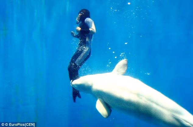 Khi cô bắt đầu ngạt thở và nghĩ mình đã chết, Yun thấy một con cá voi trắng beluga tiến lại gần, nhẹ nhàng giữ chân Yun và đẩy cô lên trên mặt nước một cách từ từ. Ngạc nhiên vả hạnh phúc, Yun cho biết nếu không có chú cá voi anh hùng đó, cô sẽ không sống đến ngày hôm nay.