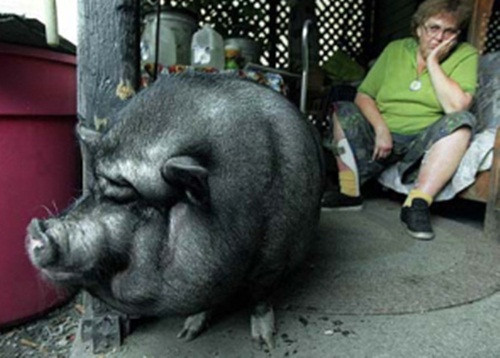 Cô lợn cứu sống chủ nhân của mình thoát khỏi cơn đau tim. Lulu không phải cô lợn xinh đẹp nhất thế giới nhưng chắc chắn là cô lợn dũng cảm nhất thế giới. Khi chủ nhân của mình, bà Jo Ann lên cơn đau tim và không kịp gọi hỗ trợ. Lulu đã nhanh trí chạy đến một đường cao tốc gần đó và nằm chắn, khiến phương tiện giao thông dừng lại. Mặc dù phải chịu sự rủi ro có thể bị xe cán chết nhưng Lulu không bỏ cuộc, cuối cùng đã có người chịu dừng lại và đi theo cô lợn, bà Jo Ann được cứu sống.