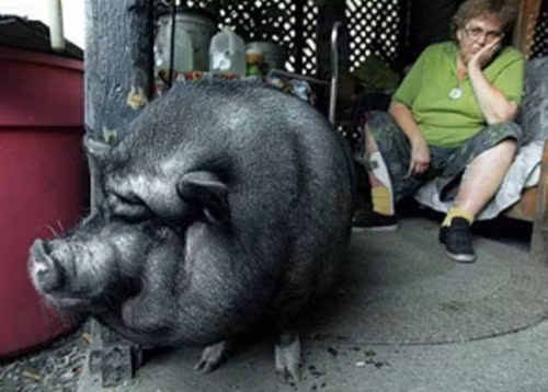 Cô lợn cứu sống chủ nhân của mình thoát khỏi cơn đau tim. Lulu không phải cô lợn xinh đẹp nhất thế giới nhưng chắc chắn là cô lợn dũng cảm nhất thế giới. Khi chủ nhân của mình, bà Jo Ann lên cơn đau tim và không kịp gọi hỗ trợ. Lulu đã nhanh trí chạy đến một đường cao tốc gần đó và nằm chắn, khiến phương tiện giao thông dừng lại. Mặc dù phải chịu sự rủi ro có thể bị xe cán chết nhưng Lulu không bỏ cuộc, cuối cùng đã có người chịu dừng lại và đi theo cô lợn, bà Jo Ann được cứu sống.