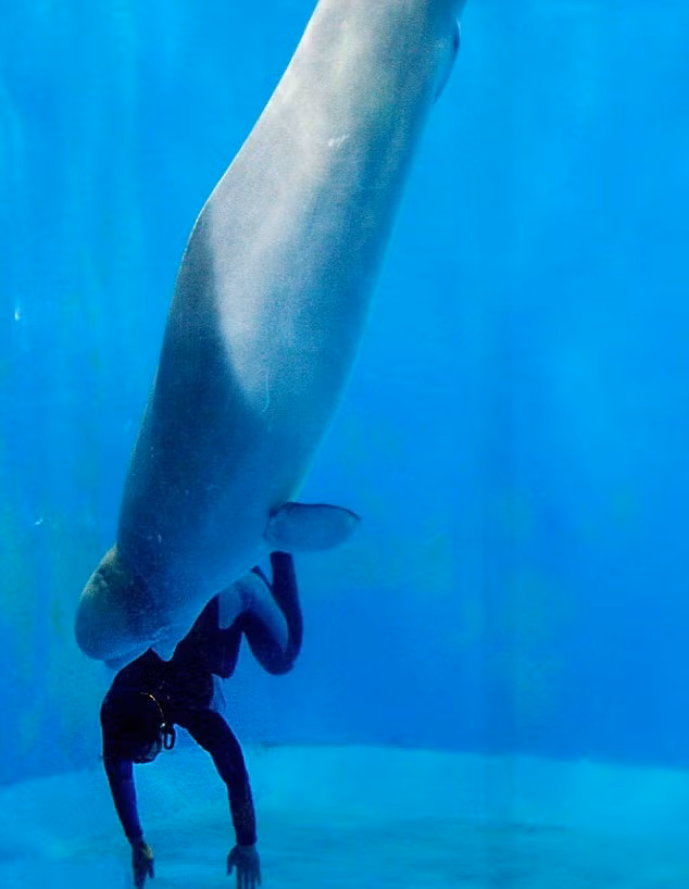 Cá voi trắng beluga cứu thợ lặn là một trong những tấm gương sáng về các anh hùng động vật. Trong một cuộc thi lặn ở Trung Quốc, những người thợ lặn phải lặn sâu xuống đáy một bể cá voi. Yang Yun, 26 tuổi, đã lặn sâu được xuống đáy bể nhưng khi nổi lên, cô bất ngờ bị chuột rút. Nếu không nổi lên kịp thời, phổi của Yang Yun sẽ nổ tung và cô sẽ chết tại chỗ.