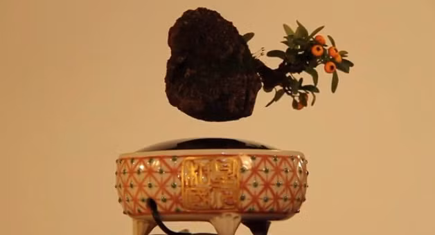 Xem thêm một số hình ảnh đẹp khác về cây bonsai lơ lửng đang gây xôn xao dư luận.