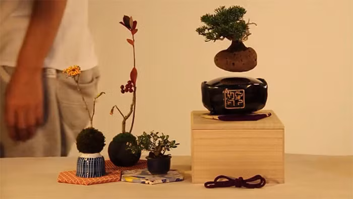 Có một cây bonsai trôi nổi trong không khí vô cùng độc đáo này sẽ khiến không gian của bạn thêm phần thu hút.