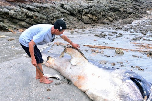 Có cá khổng lồ này có chiều dài khoảng 5m, đường kính thân nơi to nhất khoảng 1m, nặng 1000kg. Nhiều người cho rằng đây là một loài cá voi lạ, nhưng cũng có người nói rằng đây là một loài cá mập miệng rộng, thường sinh sống ở những khu vực biển sâu, rất hiếm khi xuất hiện tại vùng biển này.