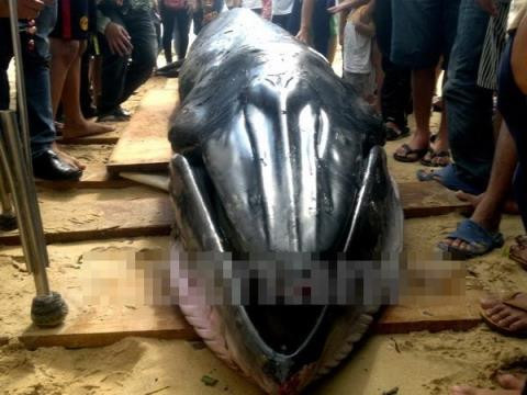 Tiếp đến, vào sáng ngày 11/12, người dân ở thôn Mỹ Quang Nam, xã An Chấn, huyện Tuy An, tỉnh Phú Yên đã phát hiện một xác cá voi khổng lồ mắc cạn. Khi được tìm thấy, con cá voi vẫn còn thở nhưng đã rất yếu, đưa về biển cũng sẽ không sống sót được nên ngư dân quyết định chôn cất theo phong tục. Con cá voi này dài khoảng 6m, nặng 2 tấn, là cá voi lớn nhất dạt vào bờ biển Phú Yên từ trước đến nay.