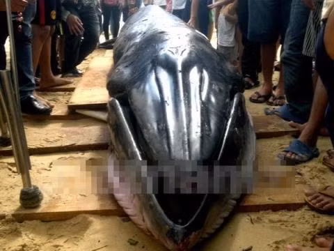 Tiếp đến, vào sáng ngày 11/12, người dân ở thôn Mỹ Quang Nam, xã An Chấn, huyện Tuy An, tỉnh Phú Yên đã phát hiện một xác cá voi khổng lồ mắc cạn. Khi được tìm thấy, con cá voi vẫn còn thở nhưng đã rất yếu, đưa về biển cũng sẽ không sống sót được nên ngư dân quyết định chôn cất theo phong tục. Con cá voi này dài khoảng 6m, nặng 2 tấn, là cá voi lớn nhất dạt vào bờ biển Phú Yên từ trước đến nay.