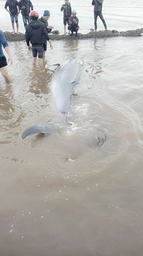 Theo như thông tin do Nguyễn Văn Nguyên - Trưởng Công an xã Bạch Long cung cấp, con cá voi mắc cạn này nặng khoảng 3 tấn, dài 5m.