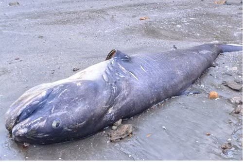 Sau đó khoảng một tháng, vào ngày 2/6, người dân trên địa bàn xã Tiến Thủy, huyện Quỳnh Lưu, Nghệ An đã phát hiện một xác cá khổng lồ không rõ loài cá nào dạt vào bờ biển.