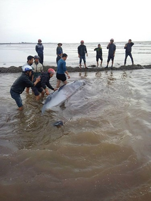 Ngay lập tức người dân cùng chính quyền địa phương đã tiến hành giải cứu cá voi khổng lồ bị mắc cạn. Sau 30 phút "lăn" con cá ra khu vực nước sâu để nó có thể tự bơi về biển, công cuộc giải cứu đã thành công, cá voi được đưa về biển an toàn.