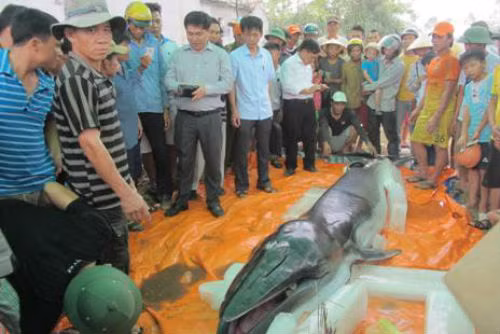 Sau khi được phát hiện, con cá voi xấu số đã được ngư dân địa phương làm lễ cúng và tiến hành chôn cất theo phong tục của địa phương.