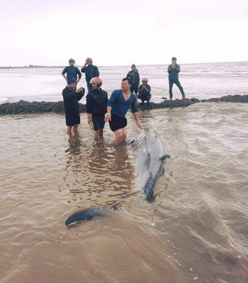 Mới nhất là vụ cá voi khổng lồ dạt biển ở xã Bạch Long, huyện Giao Thủy, tỉnh Nam Định. Khoảng 9h sáng ngày 18/1 vừa qua, một số ngư dân đi ra biển thì bất ngờ phát hiện một con cá khổng lồ bị mắc kẹt ở vùng nước nông đang vùng vẫy để bơi đi nhưng không thể.