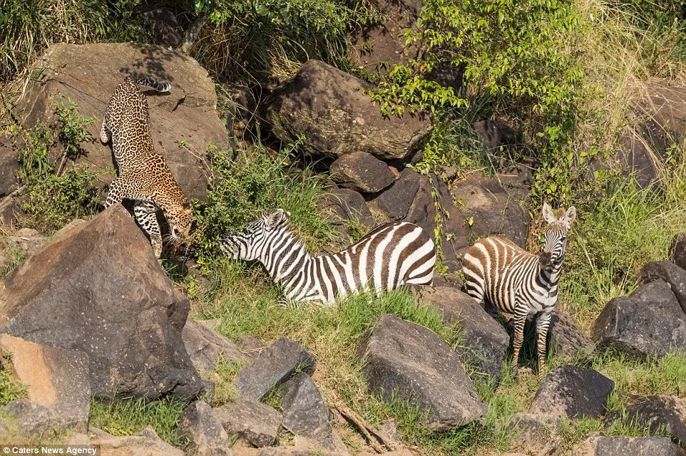 Báo đốm đòi mồi rình rập đã lâu. Ngay khi thấy ngựa vằn hốt hoảng lao lên bờ. Không để cho con mồi kịp trấn tĩnh, nó trườn đến cực nhanh và lao vào cắn cổ ngựa vằn, hạ đòn chí mạng ngay từ giây phút đầu tiên.