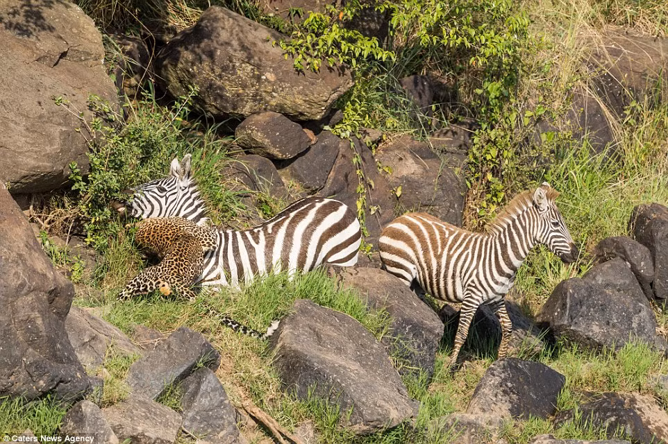 Ngựa vằn cùng đường và cũng đã kiệt sức sau khi nỗ lực thoát khỏi hàm cá sấu giờ đây đã chấp nhận số phận, buông xuôi. Khi bị báo đốm tấn công, nó hầu như không phản kháng.