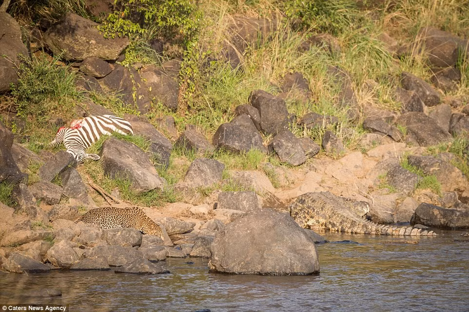 Sau khi tạm no bụng, cá sấu và báo đốm xuống sông giải khát.